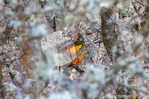 Image of Autumn Leaf through Bramble