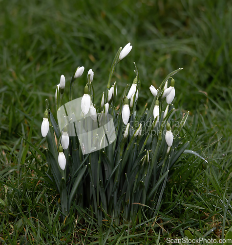 Image of Snowdrops Waiting for the Sun