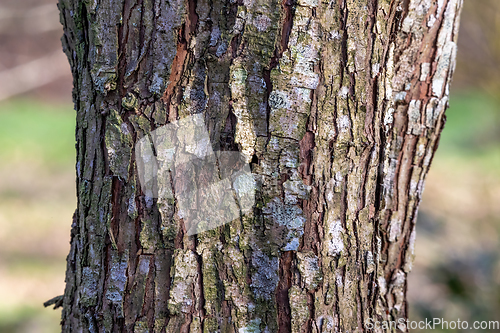 Image of Bark on Tree Trunk