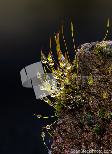 Image of Moss and Raindrops