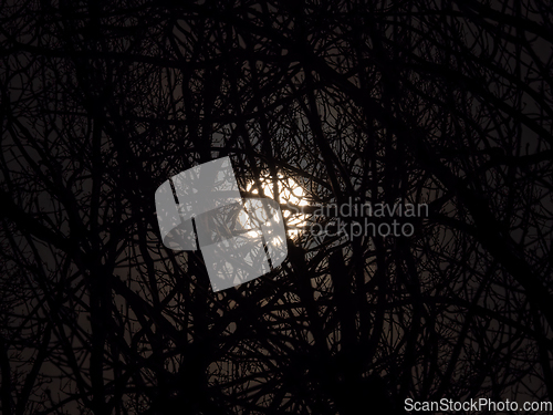 Image of Full Moon and Silhouetted Trees