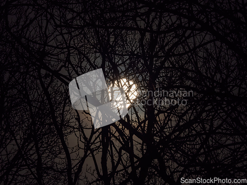 Image of Full Moon Through Silhouetted Trees