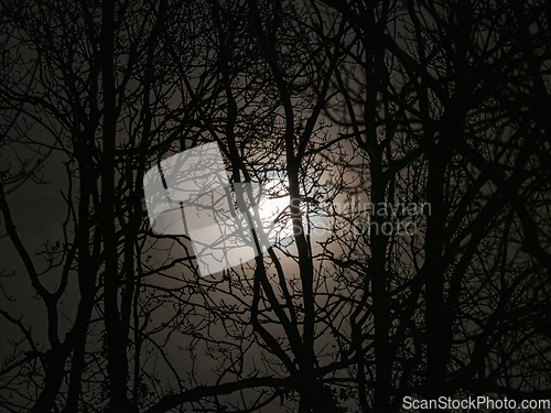 Image of Full Moon with Hazy Clouds Through Trees