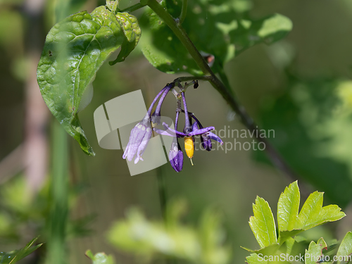 Image of Bittersweet Flowers 