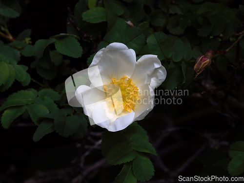 Image of Dog Rose in Bloom