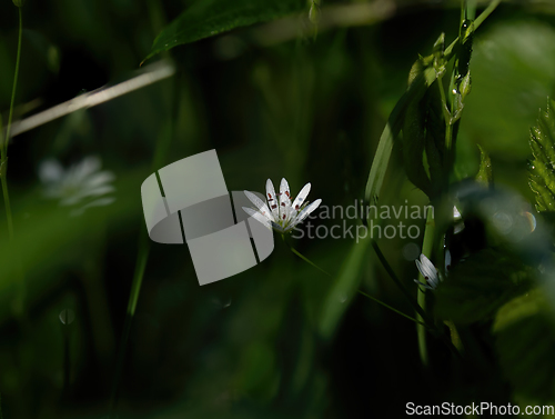 Image of Lesser Stitchwort in Flower