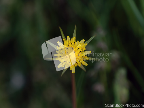 Image of Yellow Salsify in Flower