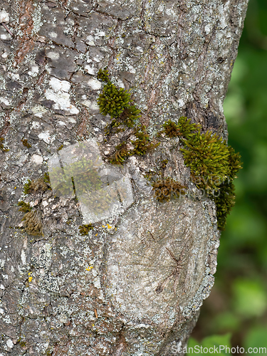 Image of Moss Growing on Tree Bark