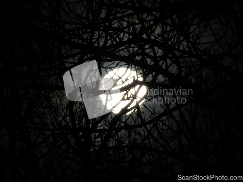 Image of Full Moon Through Trees