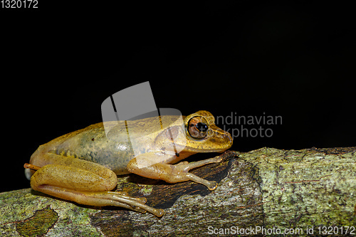 Image of small frog Boophis Madagascar, wildlife