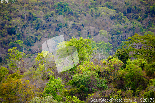 Image of Rainforest in Ankarafantsika park, Madagascar