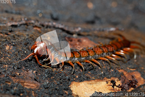 Image of centipede on mossy tree Madagascar wildlife