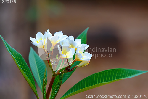 Image of white flowers Frangipani, Plumeria Madagascar