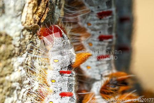 Image of Shoe Lace caterpillars Madagascar wildlife