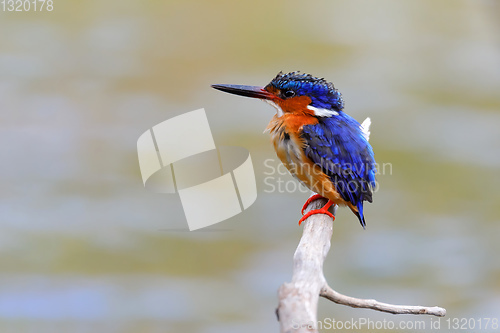 Image of beautiful bird kingfisher, madagascar