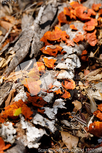 Image of Mushroom on the trunk, Madagascar rainforest