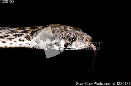 Image of Malagasy Cat-eyed Snake, madagascar wildlife