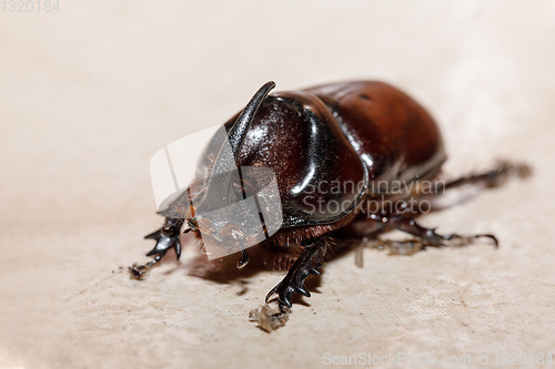 Image of rhinoceros beetle Madagascar wildlife