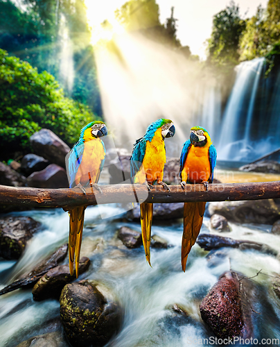 Image of Blue-and-Yellow Macaw Ara ararauna