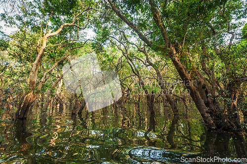 Image of Flooded trees in mangrove rain forest
