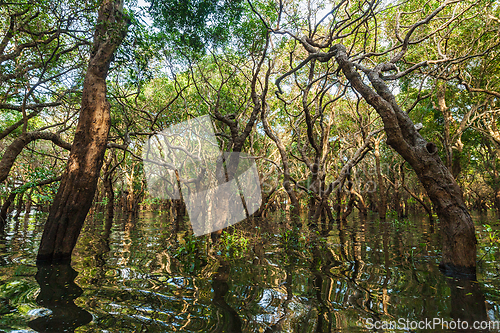 Image of Flooded trees in mangrove rain forest