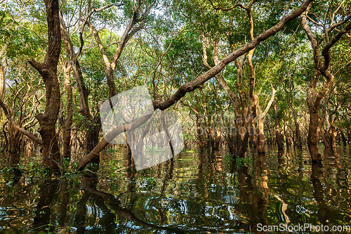 Image of Flooded trees in mangrove rain forest