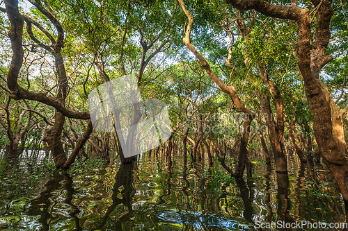 Image of Flooded trees in mangrove rain forest