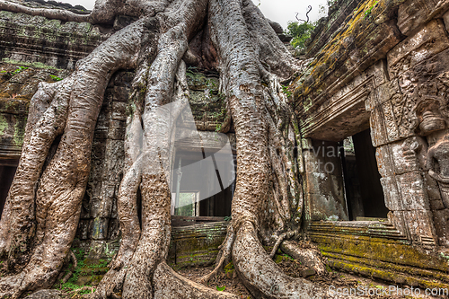 Image of Ancient stone door and tree roots, Ta Prohm temple, Angkor, Camb