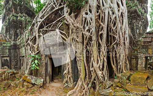 Image of Ancient stone door and tree roots, Ta Prohm temple, Angkor, Camb