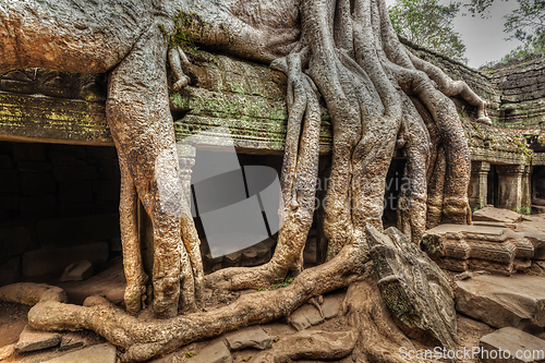 Image of Ancient ruins and tree roots, Ta Prohm temple, Angkor, Cambodia