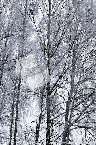 Image of Photographed winter forest