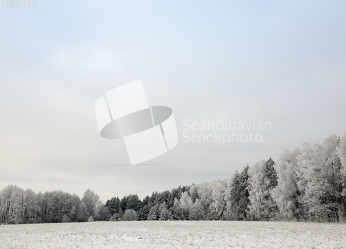 Image of Trees in the frost