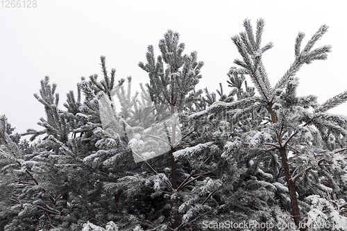 Image of Forest landscape in winter