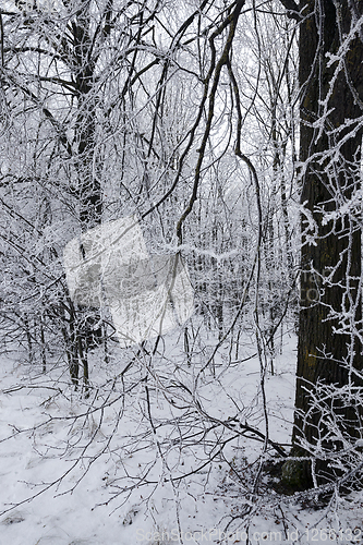 Image of Photographed winter forest