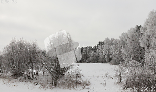 Image of Photographed winter forest