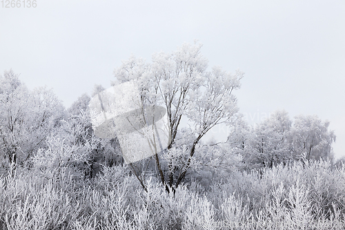 Image of winter forest