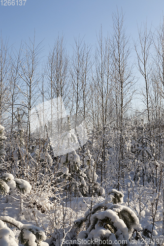 Image of Trees in winter