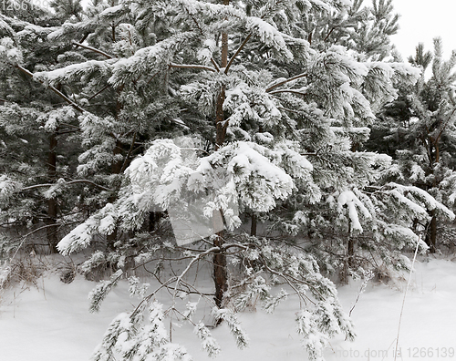 Image of Winter pine forest