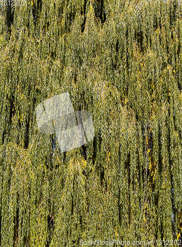 Image of orange willow