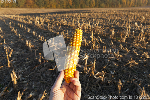 Image of harvested corn