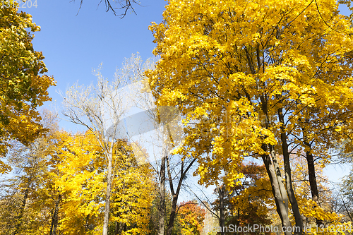 Image of trees in the autumn season