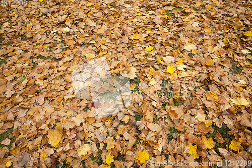 Image of dull maple leaves falling to the ground