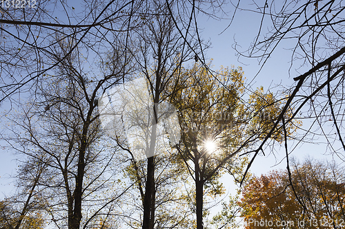 Image of trees in the autumn season