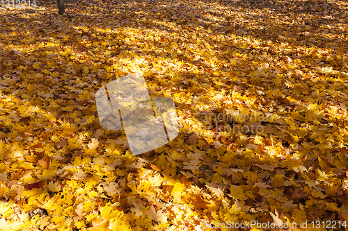 Image of forest with fallen leaves