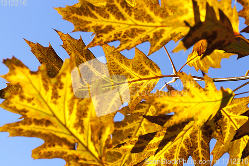 Image of forest autumn oak