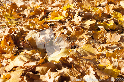 Image of dull maple leaves falling to the ground