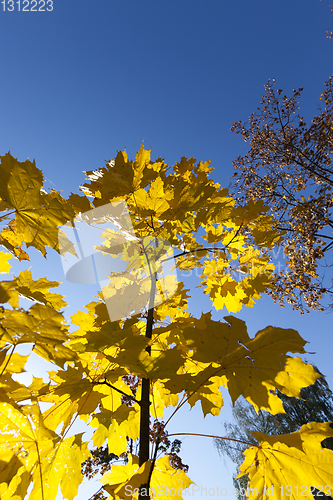 Image of young maple trees