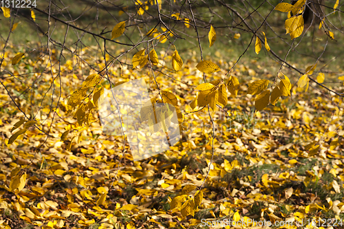 Image of yellow old foliage