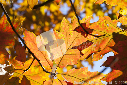 Image of forest autumn oak