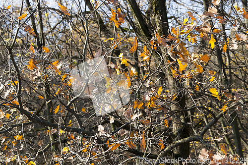 Image of oak autumn